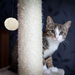 Relaxdays Tiragraffi A Colonna Per Gatti, Autoportante, Graffiatoio Con Tronco In Sisal & Pallina Per Giocare, Per Interni, 54 Cm, Grigio 9 Relaxdays Tiragraffi A Colonna Per Gatti, Autoportante, Graffiatoio Con Tronco In Sisal & Pallina Per Giocare, Per Interni, 54 Cm, Grigio -Cibi per gatti Italia 11296273 3