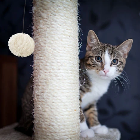 Relaxdays Tiragraffi A Colonna Per Gatti, Autoportante, Graffiatoio Con Tronco In Sisal & Pallina Per Giocare, Per Interni, 54 Cm, Grigio 5 Relaxdays Tiragraffi A Colonna Per Gatti, Autoportante, Graffiatoio Con Tronco In Sisal & Pallina Per Giocare, Per Interni, 54 Cm, Grigio - immagine 3