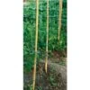 Canna Bamboo Serie Pesante 1 Canna Bamboo Serie Pesante -Cibi per gatti Italia 21488288 1
