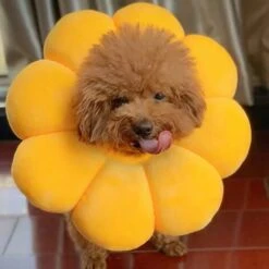 LangRay Collare Elisabettiano 1 Pezzo, Collare Per Il Recupero Del Gatto Collare Protettivo Regolabile Con Bordo Morbido Traspirante Collare Per Animali Domestici Progettato, Fiore Del Sole, S -Cibi per gatti Italia 52015306 2