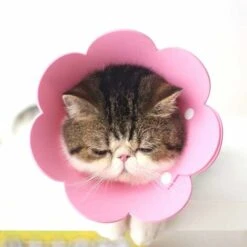 Collare Per Cani LangRay, Collare Gonfiabile Da 2 Pezzi, Collare Per La Protezione Degli Animali Domestici Dopo L'intervento Chirurgico O Il Recupero Di Ferite Per Cani E Gatti (rosa) 10 Collare Per Cani LangRay, Collare Gonfiabile Da 2 Pezzi, Collare Per La Protezione Degli Animali Domestici Dopo L'intervento Chirurgico O Il Recupero Di Ferite Per Cani E Gatti (rosa) -Cibi per gatti Italia 52015568 4