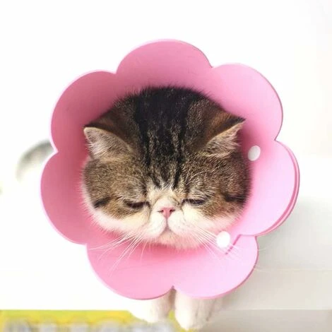 Collare Per Cani LangRay, Collare Gonfiabile Da 2 Pezzi, Collare Per La Protezione Degli Animali Domestici Dopo L'intervento Chirurgico O Il Recupero Di Ferite Per Cani E Gatti (rosa) 6 Collare Per Cani LangRay, Collare Gonfiabile Da 2 Pezzi, Collare Per La Protezione Degli Animali Domestici Dopo L'intervento Chirurgico O Il Recupero Di Ferite Per Cani E Gatti (rosa) - immagine 4