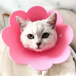 Collare Per Cani LangRay, Collare Gonfiabile Da 2 Pezzi, Collare Per La Protezione Degli Animali Domestici Dopo L'intervento Chirurgico O Il Recupero Di Ferite Per Cani E Gatti (rosa) 11 Collare Per Cani LangRay, Collare Gonfiabile Da 2 Pezzi, Collare Per La Protezione Degli Animali Domestici Dopo L'intervento Chirurgico O Il Recupero Di Ferite Per Cani E Gatti (rosa) -Cibi per gatti Italia 52015568 5