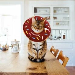 LangRay Collare Di Recupero Per Gatti Comodo Collare Di Recupero Collare Protettivo Collare Per Cani Per Gatti Carini (S, Rosquillas) -Cibi per gatti Italia 52016147 5