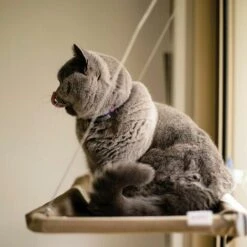 LETTO PER GATTI : Amaca Da Finestra Per Gatti -Cibi per gatti Italia 54005611 3