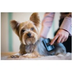 Spazzola Morbida Cane Gatto Autopulente Con Pettine Sottopelo Pelo Animali -Cibi per gatti Italia 6689729 3