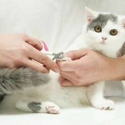 Tagliaunghie Per Cani E Gatti GroupM, Tagliaunghie Per Animali Domestici In Acciaio Inossidabile -Cibi per gatti Italia 71401876 3