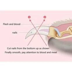 MINKUROW Tagliaunghie Per Animali Domestici 2 Pezzi Tagliaunghie Per Artigli In Acciaio Inossidabile Tagliaunghie Rosa Tagliaunghie Per Artigli Di Gatto Per Animali Grandi, Medi E Piccoli 10 MINKUROW Tagliaunghie Per Animali Domestici 2 Pezzi Tagliaunghie Per Artigli In Acciaio Inossidabile Tagliaunghie Rosa Tagliaunghie Per Artigli Di Gatto Per Animali Grandi, Medi E Piccoli -Cibi per gatti Italia 80890135 4