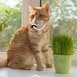 Collare Di Perle Per Cane, 1 Collare Di Perle Regolabile Con Simpatico Ciondolo E Fiocco Per Cane, Gatto, Cucciolo, Gattino, Taglia M -Cibi per gatti Italia 94291120 3