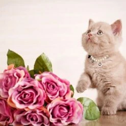 Collare Di Perle Per Cane, 1 Collare Di Perle Regolabile Con Simpatico Ciondolo E Fiocco Per Cane, Gatto, Cucciolo, Gattino, Taglia M -Cibi per gatti Italia 94291120 4