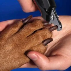 Tagliaunghie Per Cani E Tagliaunghie Per Gatti Con Lima Per Unghie - Piccoli Animali Domestici - Con Protezione Di Sicurezza Per Evitare Il Taglio Eccessivo (rosso) -Cibi per gatti Italia 95860645 3