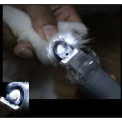 LITZEE Tagliaunghie Per Gatti E Tagliaunghie Tagliaunghie Per Animali Domestici, Tagliaunghie Per Cani E Tagliaunghie, Forbici Per Unghie Per Animali Domestici (Tipo 1) 10 LITZEE Tagliaunghie Per Gatti E Tagliaunghie Tagliaunghie Per Animali Domestici, Tagliaunghie Per Cani E Tagliaunghie, Forbici Per Unghie Per Animali Domestici (Tipo 1) -Cibi per gatti Italia 96299229 4