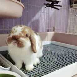 Lettiera Per Conigli Di Grandi Dimensioni Con Griglia Lettiera Per Gatti In Gabbia Lettiera Per Conigli Di Grandi Dimensioni -Cibi per gatti Italia 97888000 5