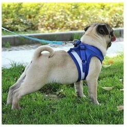 Pettorina Riflettente, Pettorina Regolabile, Pettorina Con Guinzaglio, Pettorina Per Cuccioli, Pettorina Per Gatti (Grigio - M) 9 Pettorina Riflettente, Pettorina Regolabile, Pettorina Con Guinzaglio, Pettorina Per Cuccioli, Pettorina Per Gatti (Grigio - M) -Cibi per gatti Italia 99854096 3