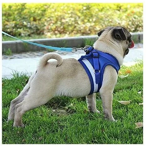 Pettorina Riflettente, Pettorina Regolabile, Pettorina Con Guinzaglio, Pettorina Per Cuccioli, Pettorina Per Gatti (Grigio - M) 5 Pettorina Riflettente, Pettorina Regolabile, Pettorina Con Guinzaglio, Pettorina Per Cuccioli, Pettorina Per Gatti (Grigio - M) - immagine 3