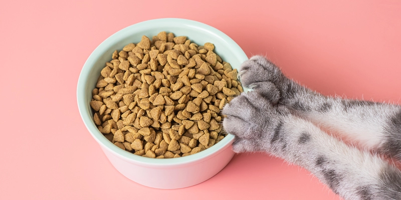 Cibi per gatti Italia -Cibi per gatti Italia marche cibo gatti da evitare ecco i marchi ed i cibi dannosi al micio