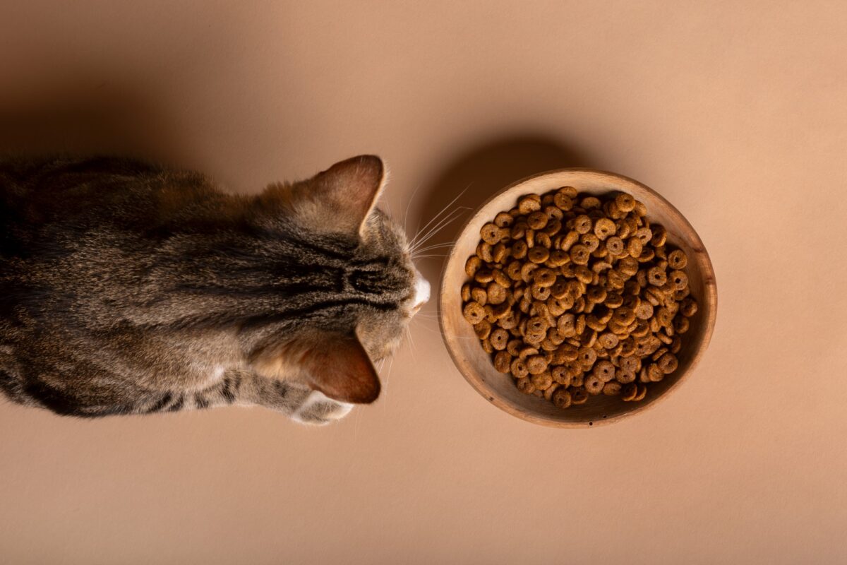 Cibi per gatti Italia -Cibi per gatti Italia view cat eating food from bowl 1200x800 1